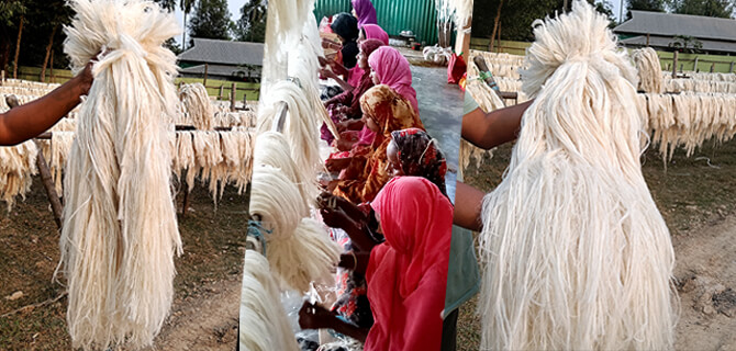 Hand sorting impurities in Modhupur factory