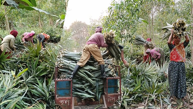 Modhupur Raw Pineapple Leaf Collection