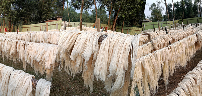Sun Drying