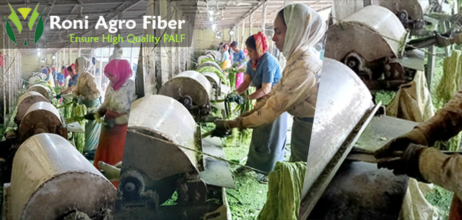 Decorticating-Pineapple-Leaves-bangladesh-agro-fiber-farm
