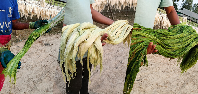 Step-by-step-palf-process-bd-4444