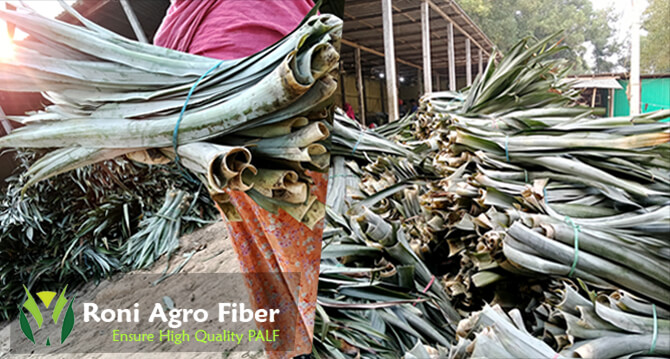 tock of Pineapple Leaves before Decortication
